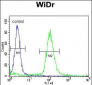 SFRS1 Antibody (C-term)